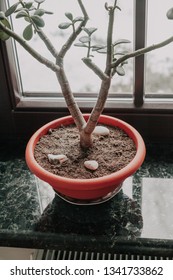 Houseplants. Tolstyanika In A Wide Round Pot Is On A Granite Window Sill
