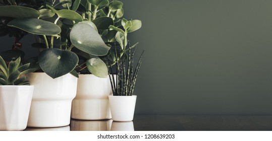 Houseplants in white pots and a green background. - Shutterstock ID 1208639203