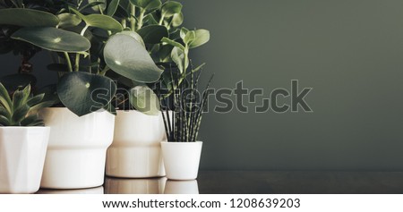 Houseplants in white pots and a green background.
