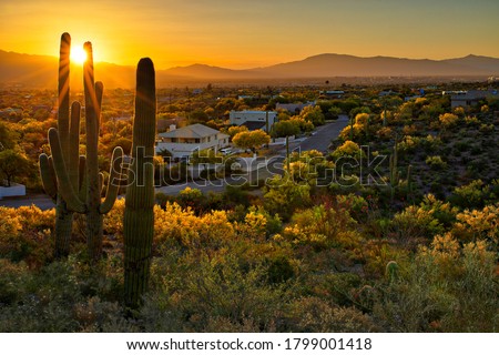 Houses between Saguaros in Tucson Arizona.