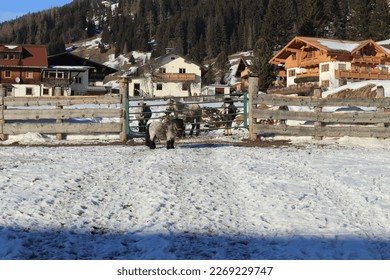 Houses in mountain village Filzmoos in Austria. Mini horses in the backyard of Alps cottages with steel and wooden fence. Remaining snow on meadows and fields on the buttom of hills with spruce trees. - Shutterstock ID 2269229747