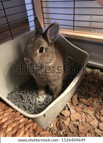 House-trained rabbit using the litter in his cage
