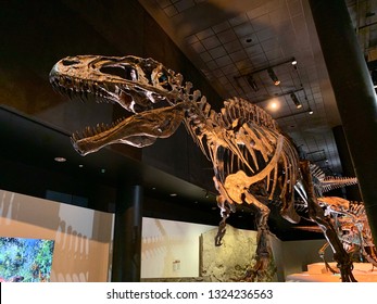 Houston, USA - February 26th 2019: Acrocanthosaurus At The Houston Museum Of Natural Science, Houston