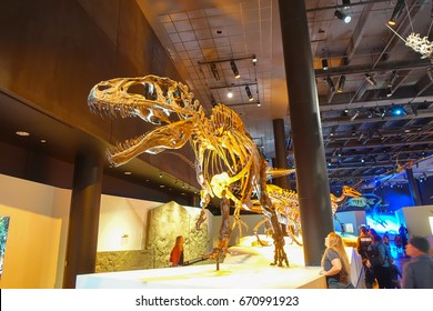 HOUSTON, USA - JANUARY 12, 2017: Fossil Of Dinosaur T-rex, The Most Amazing Dinosaur Depredator Of That Age, In A Exposition In National Museum Of Natural Science In Orlando Houston In USA