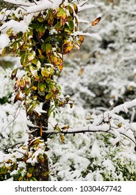 Houston Winter Snowfall