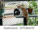 Houtong Cat Village is located in Houtong, Ruifang District, New Taipei City, Taiwan, on the hill behind Houtong Station. It was once selected by CNN as one of the world