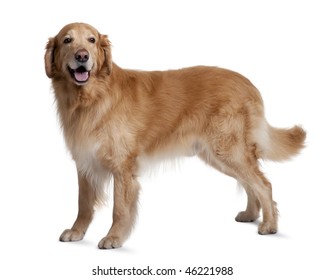 Hovawart Dog, 7 Years Old, Standing In Front Of White Background