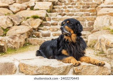 hovawart, hovie black and gold marked dog resting on the stone steps - Powered by Shutterstock