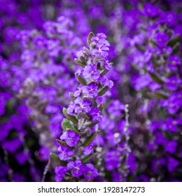 Hovea, Purple pea, is a genus of perennial shrubs which are native to Australia. Full frame purple flowers. The genus name honours Anton Pantaleon Hove. 