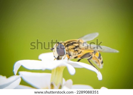 Hover flies, also called flower flies or syrphid flies, make up the insect family Syrphidae
