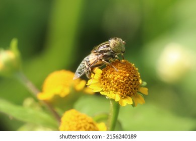 Hover flies (Eupedes luniger Meigen) on yellow flower