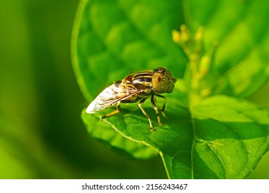 Hover flies (Eupedes luniger Meigen) on green leaf