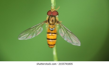 Hover flies or hoverfly perch on grass