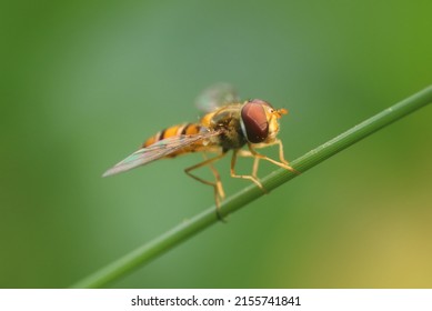 Hover flies or hoverfly perch on grass
