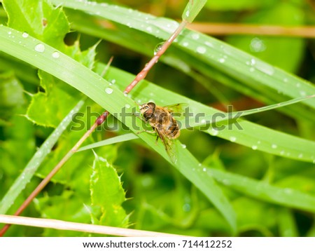 a hover fly up close perched on the green leaf wet rain water; England; UK