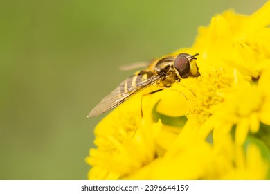 hover fly enjoying on vibrant flower - Powered by Shutterstock