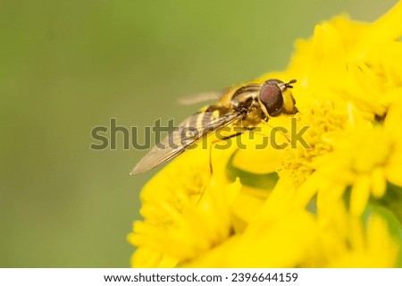 hover fly enjoying on vibrant flower
