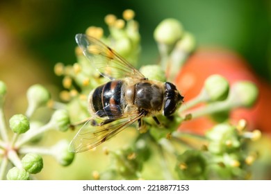 Hover fly (Eristalis tenax) sucks nectar from Hedera helix in fall. 