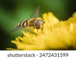 Hover fly, (family Syrphidae), also called flower fly, or syrphid fly, any member of a family that contains about 6,000 species of insects in the fly order, Diptera