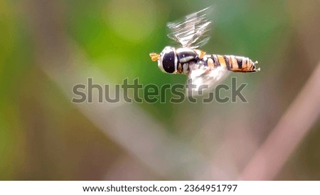 Hoverfly kisses blossom