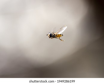 A hover fly in flight hovering near a plum orchard near Yokohama, Japan.