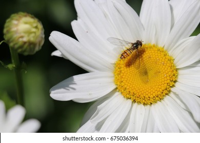 Hover Fly or Flower Fly, Episyrphus balteatus on a white Shasta daisy flower Leucanthemum superbum, on a natural green background, closeup.