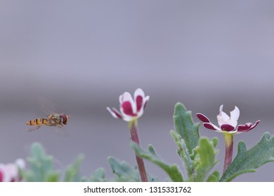 Hover Fly Flying To A Night Scented Phlox