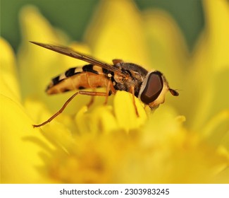 A Hover Fly gathering pollen and nectar on a yellow flower. This macrophotograph shows the details of the fly's large eye. The coloration of this insect makes it look like a bee.