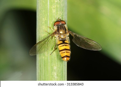 1 Hover Fly Free Photos And Images 