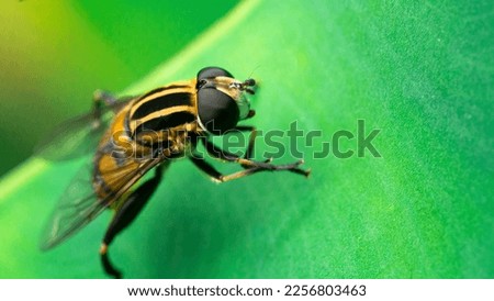 Hover fly java, on the leaves for food 2