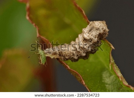 A hover fly larva eating an aphid close up.