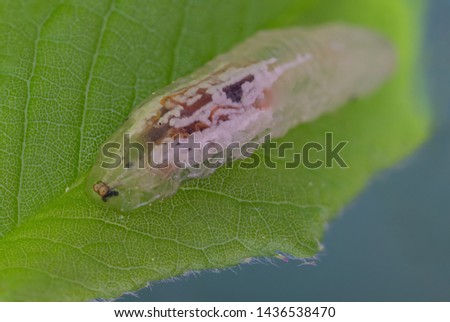 Hover fly larva on a leaf. High detail.