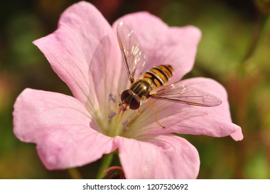 Hover fly on flower close-up