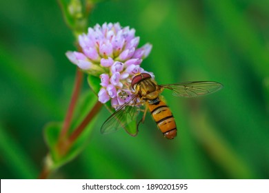 Hover fly on a pink wild flower