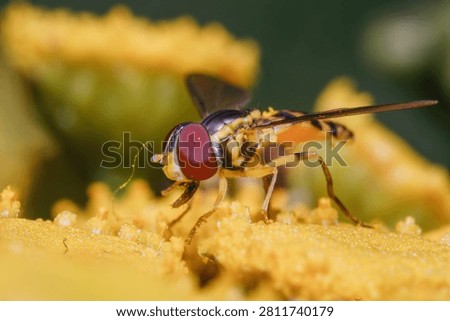 Hover Fly on Yellow Tansy Macro Nature