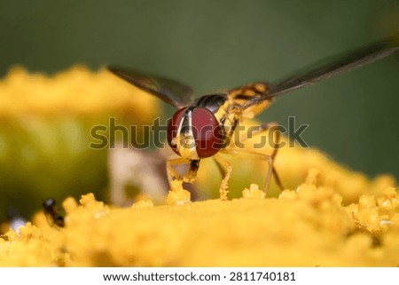 Hover Fly on Yellow Tansy Macro Nature