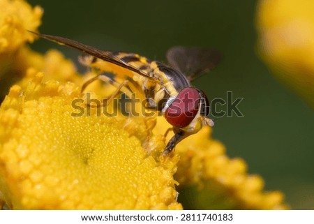 Hover Fly on Yellow Tansy Macro Nature