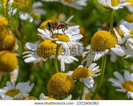 A Hover fly perched on white chamomile flowers on a summer day. White wildflowers. Pollination of plants by insects. bee-like flie perched on white daisy in close up photography