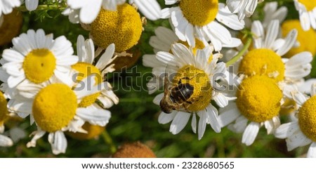 A Hover fly perched on white chamomile flowers on a summer day. White wildflowers. Pollination of plants by insects. bee-like flie perched on white daisy in close up