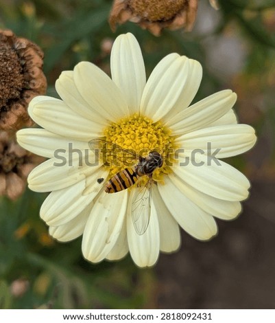 Hover fly resting on a flower 