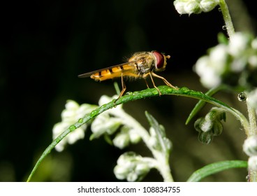 hover fly side view, waiting in rain