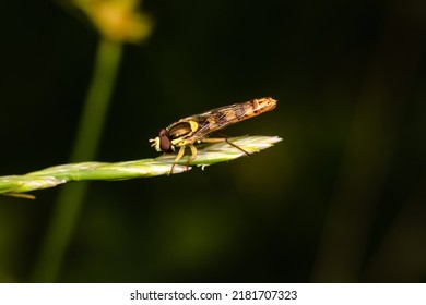 Hover fly sitting on a leaf