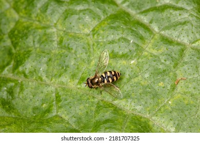 Hover fly sitting on a leaf