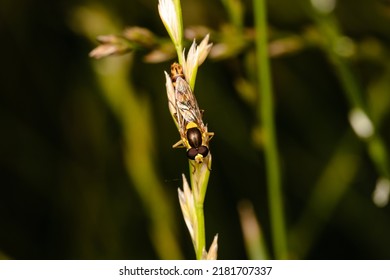 Hover fly sitting on a leaf