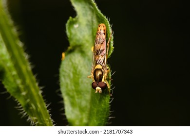 Hover fly sitting on a leaf