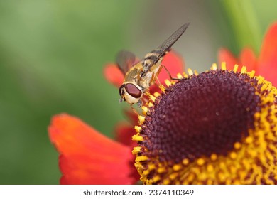 A hover fly sitting on top of an echinacea flower head searching for some nectar or pollen or both to feed on.