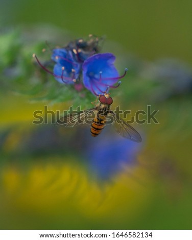 Similar – Hoverfly kisses blossom