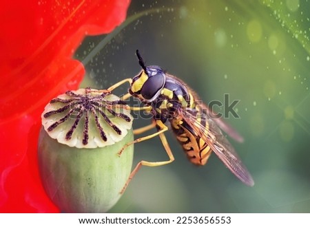 Hover fly, wasp-like insect (Chrysotoxum cautum) male, perched and resting on poppy 