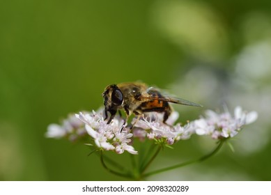 A hover fly, which looks almost like a bee, sits on a hemlock flower against a green background