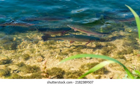 Hover Of Rainbow Trout Swimming In A Trout Farm